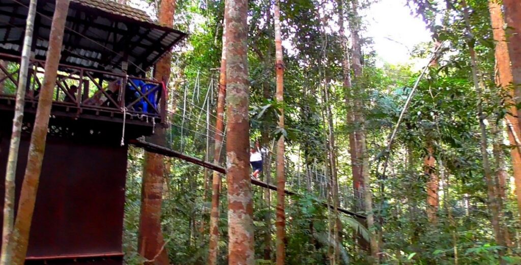 Kuala Tahan canopy walkway